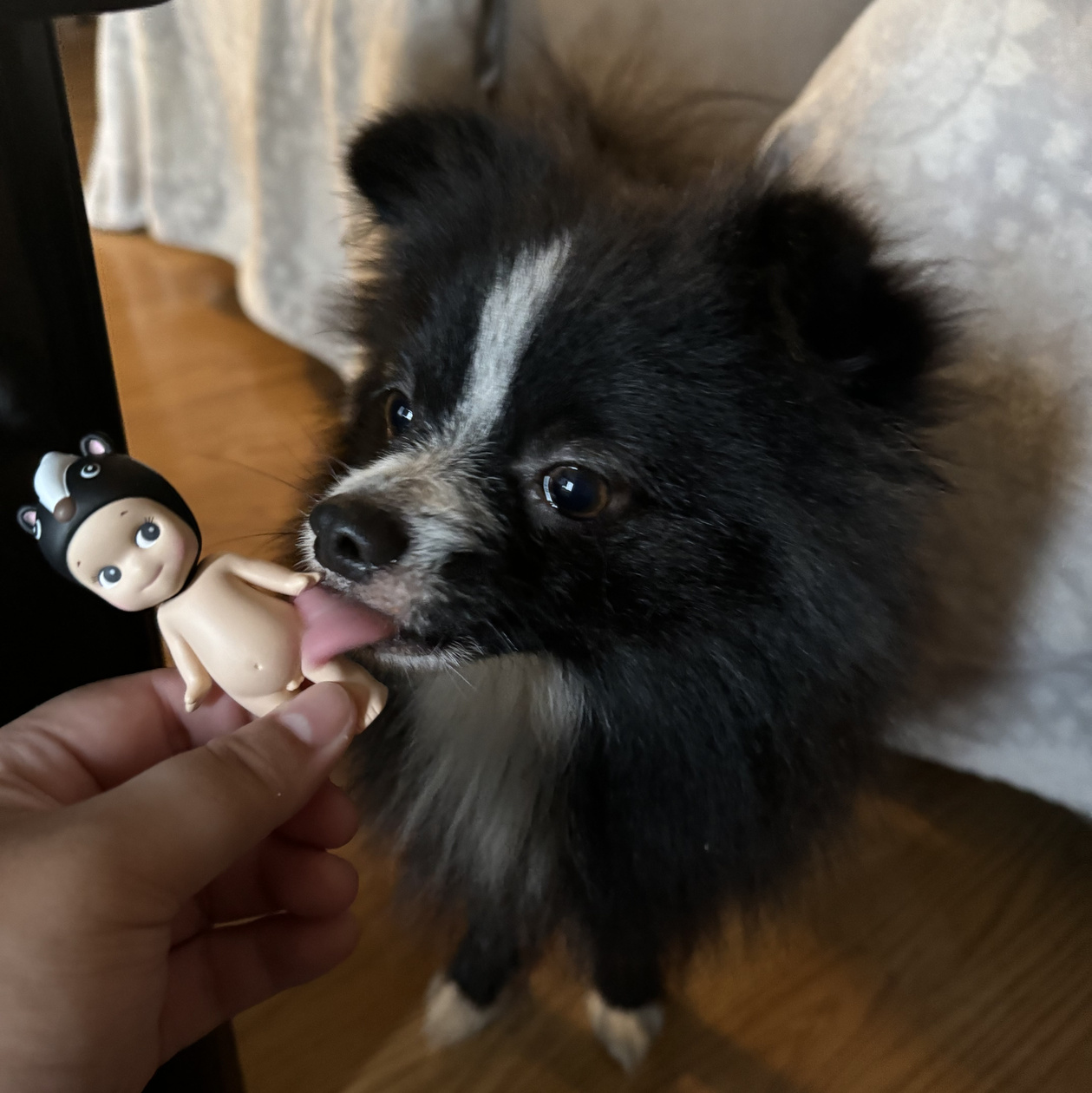 Gibbous' land form - Pomeranian